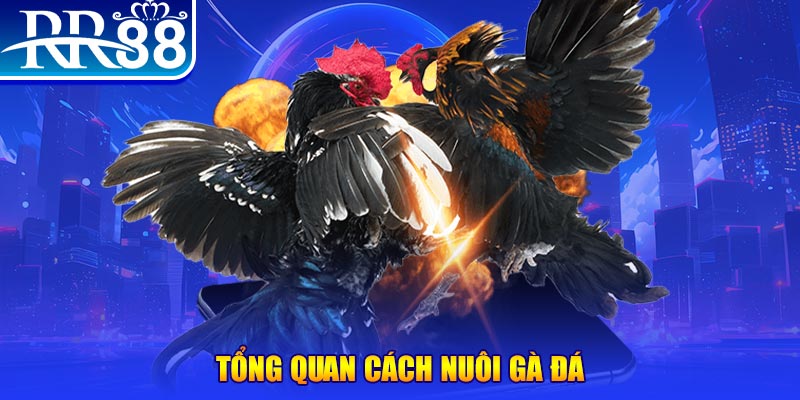 51 hot liv VA Điện Tử