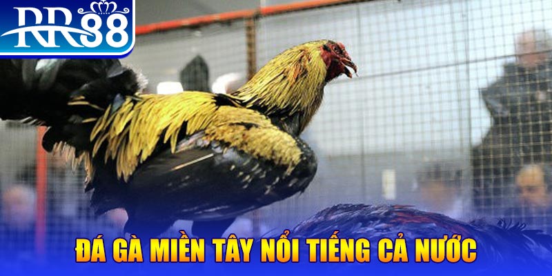 51 hot liv JILI Game Bài 3d