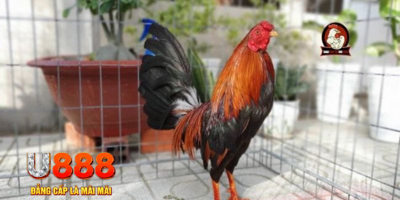 51 hot liv casino máy tính
